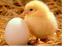 Geestelijke gezondheid: kippen en eieren