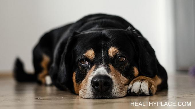 Uw hond kent een depressie en kan u helpen om zelfs de moeilijkste tijden door te komen. Mijn hond helpt me elke keer door mijn depressieve afleveringen. 