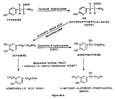 L Tyrosine Biochemisch proces