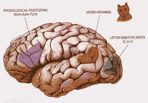Hersenen