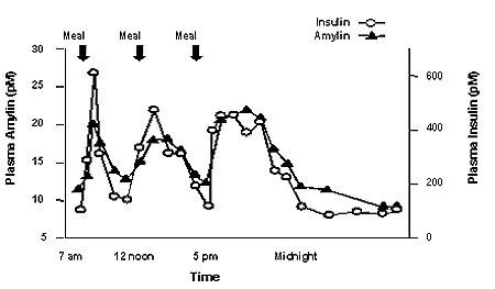 Afscheidingsprofiel van Amylin en insuline bij gezonde volwassenen